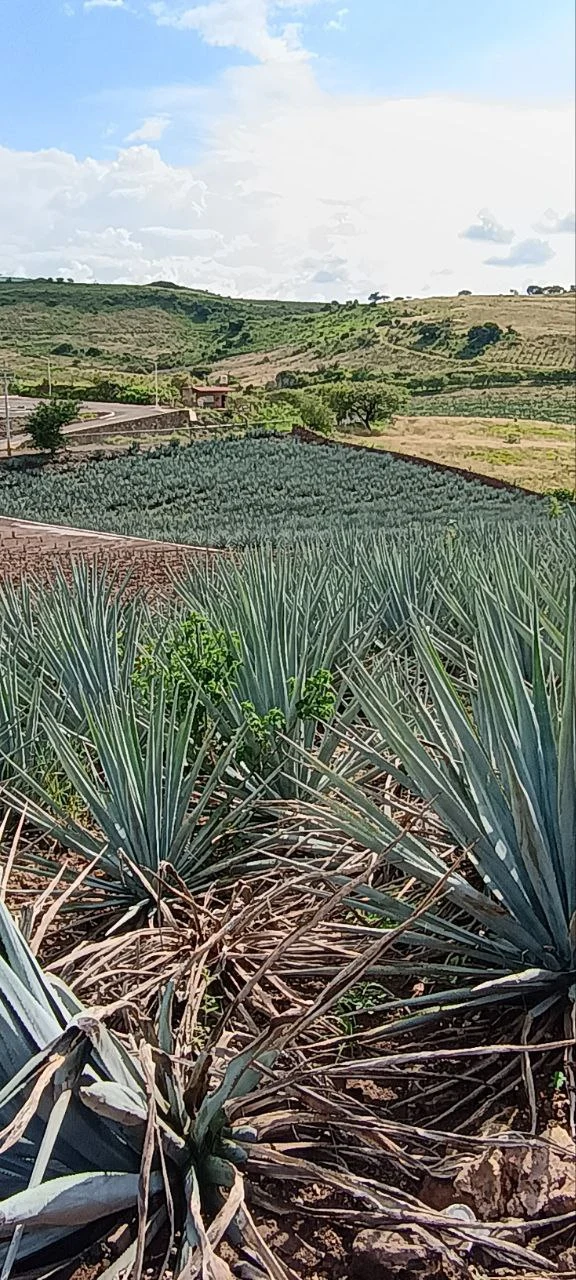 Barricas de tequila