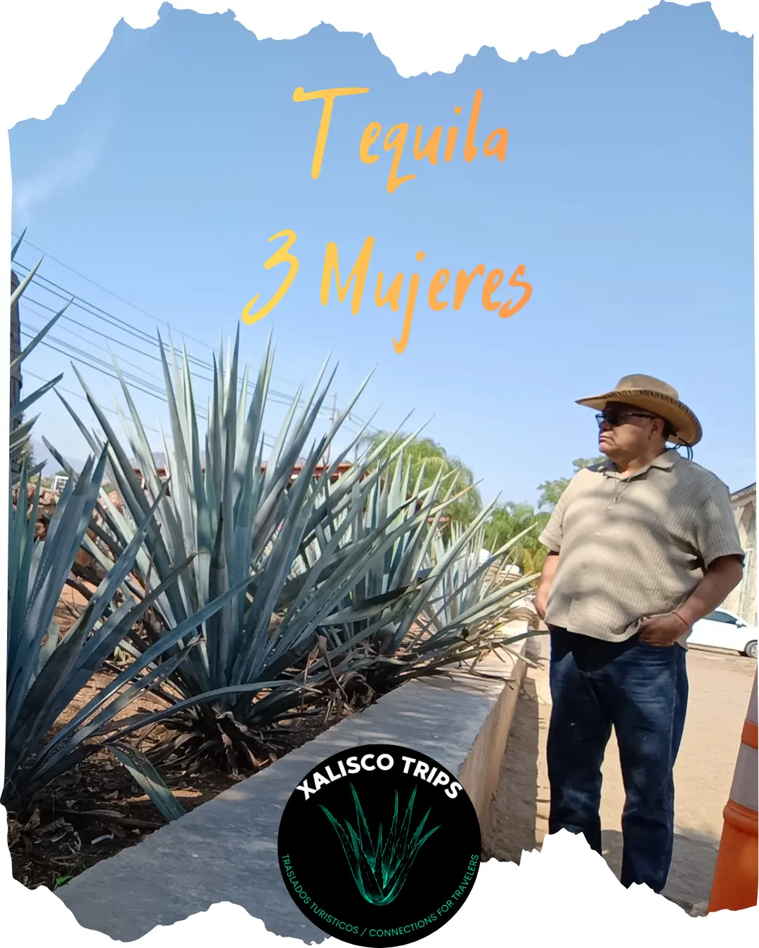 Blue agave fields Tequila Jalisco